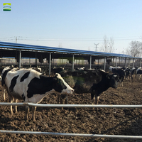 Solution complète pour ferme laitière de 500 vaches, incluant un refroidisseur d'air évaporatif, un réservoir à lait en acier inoxydable et des abreuvoirs pour vaches.