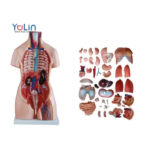 Tıbbi eğitim tıbbi deneylerde 85cm plastik simülasyon insan anatomisi Unisex Torso modeli kullanılır