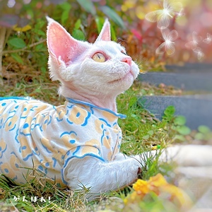 Midsummer mignon chat T-Shirt respirant coton Eggroll dentelle pour petits chats moyens Offre Spéciale <span class=keywords><strong>Cool</strong></span> blanc extensible Halloween printemps - Product Image 2