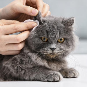 Lingettes pour les yeux des animaux, nettoyant pour les taches de larmes des chats, lingettes jetables pour le nettoyage des oreilles des chiens, pour les soins des animaux - Product Image 1