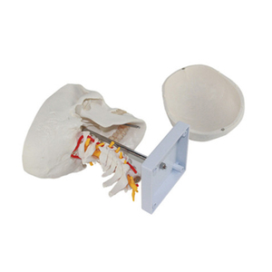 Modelo de cráneo humano, <span class=keywords><strong>esqueleto</strong></span> de PVC blanco con <span class=keywords><strong>columna</strong></span> cervical, barato - Product Image 1