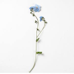 Dimenticardimelo con rami di materiale per veri fiori confezionare segnalibro con fiore essiccato esemplare di pianta in rilievo - Product Image 4