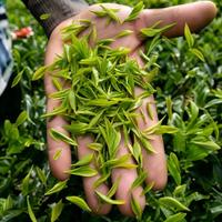 Poudre de thé vert matcha biologique, matière première, prix direct usine pour les fabricants de produits alimentaires et les producteurs de boissons