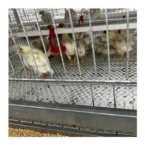 Bom Preço Pullet Cage Fabricante Automatic Chicken Baby Chicks Alimentando Gaiolas De Bateria Multifuncional Fornecido Chicken Brooder