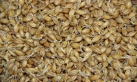 Extrait naturel en vrac de Fructus Hordei Germinatus 10:1 extrait de malt d'orge poudre d'extrait de malt Halal