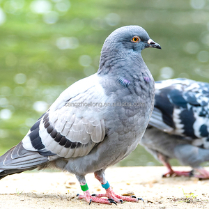YYG LMA09 Anneaux de patte numériques réutilisables en plastique pour pigeons et perroquets, accessoires pour oiseaux - Product Image 6