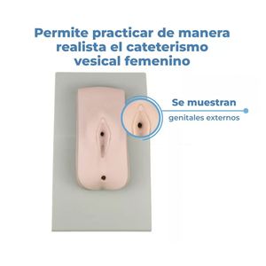 KyrenMed kadın üriner kateterizasyon eğitim simülatörü kadın mesane modeli hemşirelik kateter modeli üretral kateterizasyon - Product Image 3