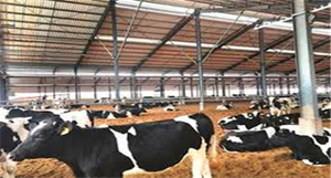 Estructura Metálica Prefabricada para Establos, con Corte y Soldadura, Estructura de Acero, Instalación Rápida, para Cría de Ganado Vacuno - Product Image 6