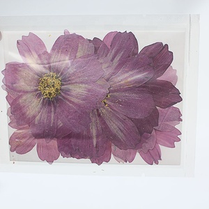 M044 Whole Sale Mixed Dry Purple Cosmos Pressed <strong>Flowers</strong> Natural Real Dried <strong>Flower</strong> <strong>Press</strong> for Wedding Card Making Mother's Day - Product Image 4