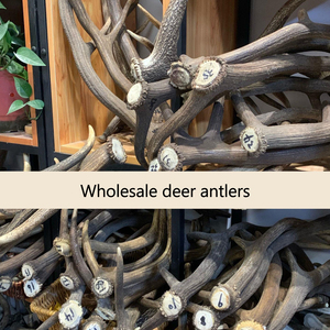 <strong>Dog</strong> Teething <strong>Stick</strong> Toy With Natural Antlers and Chewable Bones - Product Image 6