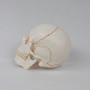 Modelo de Cráneo Humano de PVC DARHMMY con Suturas Craneales Claras - Herramienta de Enseñanza de Anatomía Detallada para Educación Médica - Product Image 3