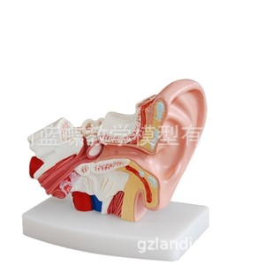 Enseigner la structure de l'oreille à l'aide d'un modèle d'anatomie de l'oreille de bureau grossissant 1,5x, montrant l'oreille externe, moyenne et interne. - Product Image 1