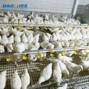 Gia Cầm Trang Trại Thiết Bị Giống Gà Thịt Chuỗi <span class=keywords><strong>Feeder</strong></span> Hệ Thống - Product Image 2