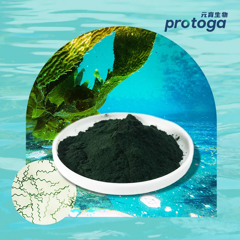 Protoga khỏe mạnh cao nội dung thảo dược bổ sung Spirulina Tảo bột