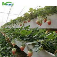 Système de culture hydroponique en forme de A pour fraises en serre avec canaux de plantation en PVC