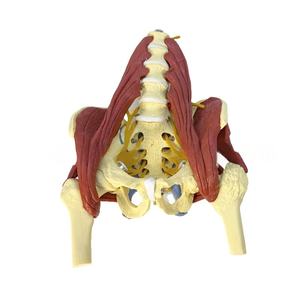 Model anatomi otot vertebra Lumbar manusia Model panggul Model anatomi otot kolom tulang belakang - Product Image 1
