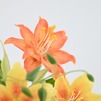 Elegante Doppelblüten-Lilie mit 2 Köpfen, Künstliche Seidenblume, 69cm Langer Stiel, Realistisch für Tischdekoration, Hochzeit, Heim und Partydekoration
