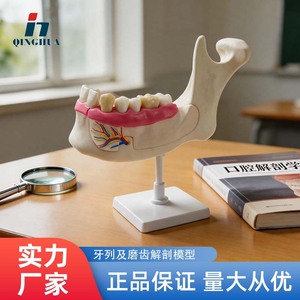 Modèles anatomiques de l'arcade dentaire et des molaires Qinghua : Instruments pédagogiques de biologie pour les collèges et lycées et modèles médicaux - Product Image 5