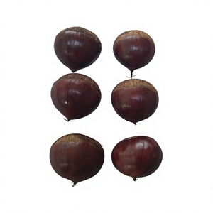 Castañas Frescas Directamente de la Granja, Estándar de Exportación, Cosecha de Nueva Temporada para Supermercados, Minoristas e Importadores, Cadena de Frío, Grado A - Product Image 1
