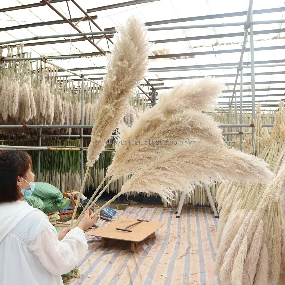 F02ที่กำหนดเองแพคเกจสีชมพูสีขาวสีเบจแห้ง Pampas หญ้าขนาดใหญ่ปุยธรรมชาติตกแต่งงานแต่งงานที่เก็บรักษาไว้แห้งดอกไม้ Pampas หญ้า