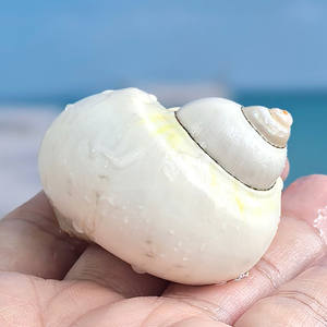 प्राकृतिक पॉलिश शंख के गोले सफेद तेल फल घोंघने घरेलू सजावट के लिए स्कॉप्स मछली प्रतिस्थापन - Product Image 3