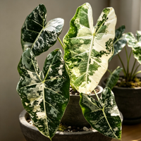 Ornement de feuilles de type Arrow Leaf, variété blanche et verte de haute qualité, décoration tropicale pour la maison, le bureau, la présentation intérieure