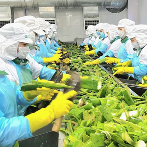 สินค้ามาใหม่ | วุ้นก้อนว่านหางจระเข้ | วีแกนและปราศจากกลูเตน | หวานและอ่อนโยน - Product Image 1