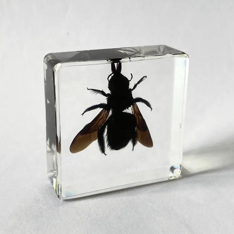 Preserved Insect Specimen Bamboo Bee Learning Toys for Kids at Home Applicant