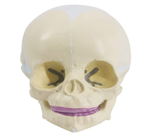 Modèle de crâne de bébé humain taille réelle science médicale modèle de crâne d'anatomie pour bébé outil d'affichage d'éducation d'apprentissage pour enfants - Product Image 3