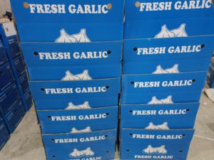 Yüksek kaliteli taze çin sarımsak saf beyaz siyah tatlı Pelled Genger toptan ucuz ihracatçı ithalatçı - Product Image 3