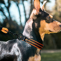 Nouveauté : Ensemble de collier et laisse pour chien de luxe, en nylon doux réfléchissant, design tendance, réglable, pour l'extérieur, vente en gros