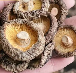 批发散装即食脱水健康零食 - 非油炸、低温脱水干香菇。 - Product Image 1