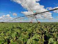 Systèmes d'irrigation à pivot pour centre agricole Arroseur rotatif Wobbler avec buses remplaçables pour pivots d'irrigation de vallée