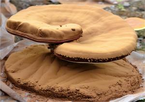 גבוהה באיכות 100% אורגני Ganoderma מחזירת אור ריישי שבור מעטפת Spore אבקה - Product Image 2