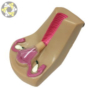 Simulador de entrenamiento de útero DIU modelo educativo de ciencia médica con Anatomía de ovario para anticonceptivo Intrauterino - Product Image 4