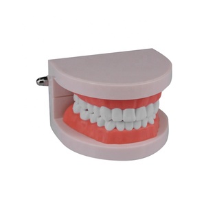 Denti per cure odontoiatriche bambini spazzolatura modello di studio modello dentale educativo modello orale a 28 denti con gengive morbide - Product Image 2