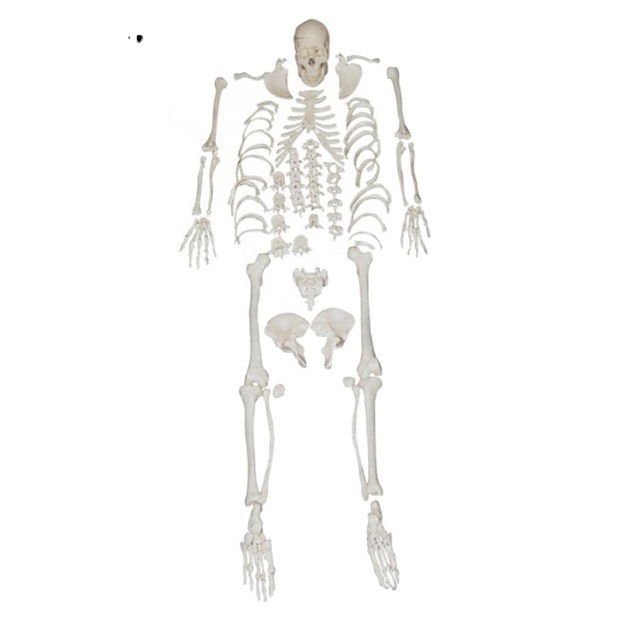 DARHMMY Life-Size Disarticulated Human Skeleton Model With Skull Medical Science Product