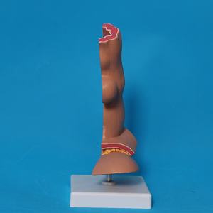 Modelo Anatómico del Esófago del Sistema Digestivo para Entrenamiento Médico MAXCARE MAC-YJ84 para Hospitales y Centros de Enseñanza - Product Image 3