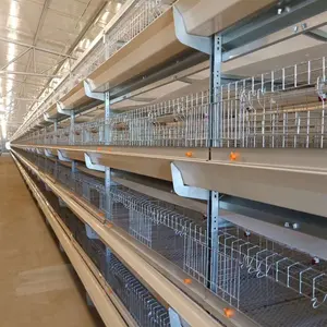 Custom designed automatic drinking system H-type layer cage broiler cage