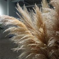 Dekorasi rumah rumput Pampas berbulu bunga kering bunga kering rumput Pampas berbulu tinggi asli alami Boho
