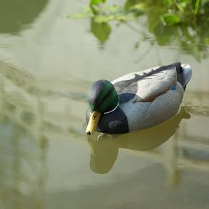 Estanque flotante Mallard patio Villa lago decoración macho pato señuelo Animal modelo ornamento decoración de jardín - Product Image 4