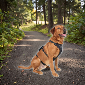 Toptan küçük ve XL anti-delme köpek koşum renkli Polyester dokuma askı ile Pet aksesuarları kaynağı tarafından karbon Fiber malzeme - Product Image 6