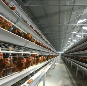 Cage à poulets <span class=keywords><strong>de</strong></span> type 3/4 niveaux, en promotion, pour l'élevage <span class=keywords><strong>de</strong></span> 10 000 poules pondeuses, dimensions pour fermes avicoles et batteries d'élevage - Product Image 6