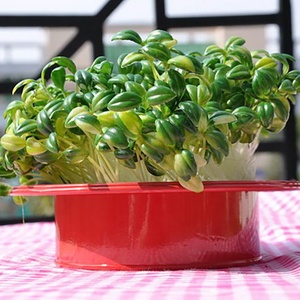 <span class=keywords><strong>Pot</strong></span> <span class=keywords><strong>de</strong></span> fleurs d'<span class=keywords><strong>intérieur</strong></span> pour plantes, jardinage, vente en gros, Pots <span class=keywords><strong>de</strong></span> fleurs décoratifs en métal pour herbes, vente en gros - Product Image 6