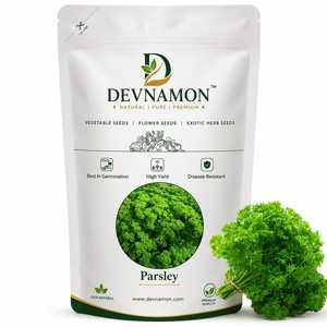 Sachet de graines de persil frais, graines d'herbes naturelles, rendement élevé, résistantes aux maladies, pour jardin domestique et herbes aromatiques de cuisine - Product Image 1