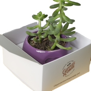 Cardboard Kraft Custom Corrugated Hat Flower Candle Jewelry Paper Boxes Plant Shipping Boxes For Small Business
