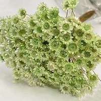 Bunga Aster Kecil Bahan Baku Bunga Kering 30 Tangkai Aster Dumosus Bunga Daisy Kecil Dekorasi Rumah