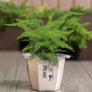 Maceta octogonal pequeña de plástico, duradera, para plantas verdes de escritorio y uso en jardín - Product Image 4
