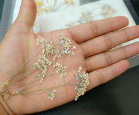 Natuurlijke Gypsophila Gedroogde Bloemen DIY Echte Gedroogde Bloemen Natuurlijke Droge Bloemen voor Nagelstickers Nageldecoratie