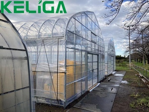 Serra agricola marocco con sistema di ombreggiatura piccola serra a tunnel basso per <span class=keywords><strong>semi</strong></span> di <span class=keywords><strong>pomodoro</strong></span> - Product Image 6